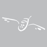 logo Oiseau